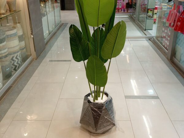 Home Decor Corner Big Plant With Fibre Pot 5ft Height With Stone